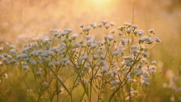 Daisy fleabane zonsopgang slow motion — Stockvideo