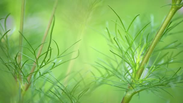 Abstrato verde embaçado fundo natural — Vídeo de Stock