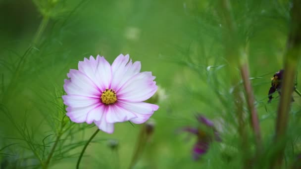 Rosa e branco flor cosmos — Vídeo de Stock