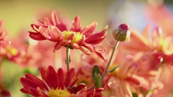 Красивые красные и желтые хризантемы — стоковое видео