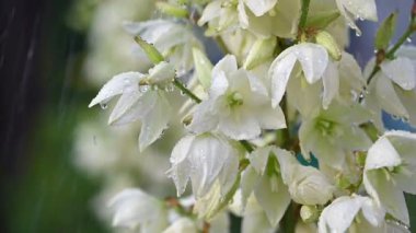 Yucca çiçekleri ağır çekimde sulanıyor.