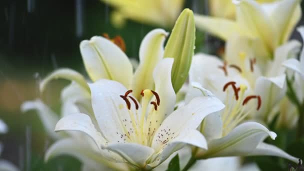 Fleurs de lys arrosant au ralenti — Video