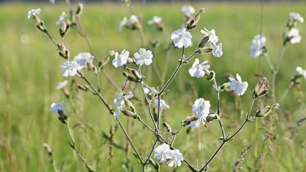 Fleur de campion blanche au mouvement lent — Video