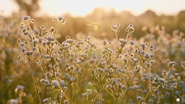 Daisy fleabane sunrise slow motion — Stock Video