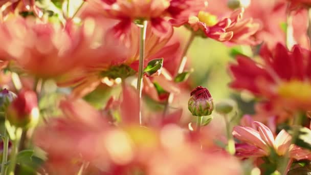 Красиві червоні і жовті хризантеми — стокове відео