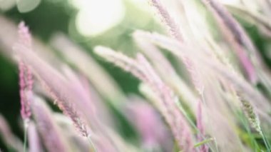 Tüylü Pennisetum Bahçesi yabani otları