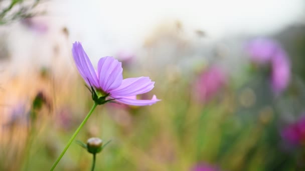 Rosa e branco flor cosmos — Vídeo de Stock