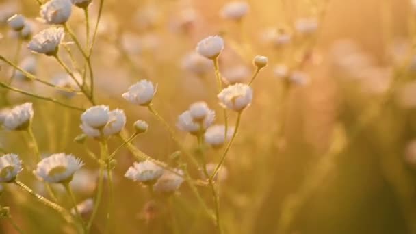 Daisy Fleabane Sunrise slow motion — Stock video