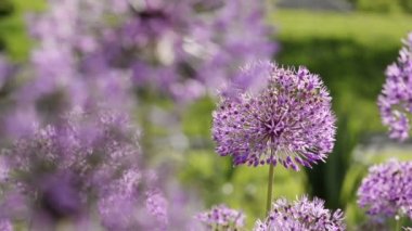 Allium giganteum çiçekleri doğal arkaplan