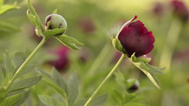 Czerwony peony burgeon naturalne tło. — Wideo stockowe