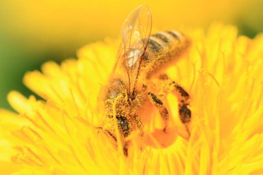 Bal arısı polen arıyor