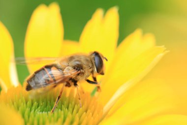 Bal arısı polen arıyor