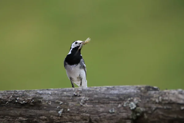 Blanc Wagtail Motacilla Alba Sur Chasse — Photo