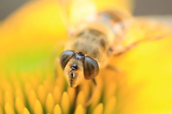 Honey Bee Search Pollen — Stock Photo, Image