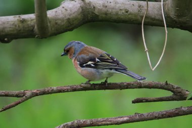 Sıradan bir papatya sineği Fringilla coelebs