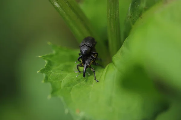 Liparus Germanus Küçük Bir Böcek — Stok fotoğraf