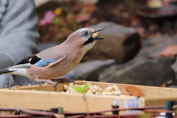 Eurasiático Gay Garrulus Glandarius Jardim — Fotografia de Stock