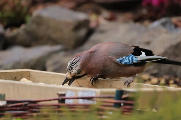 Eurazjatycki Słoik Garrulus Glandarius Ogrodzie — Zdjęcie stockowe