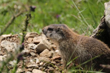 Marmots, marmota cinsindeki büyük sincaplardır.