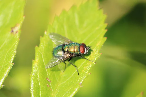 Makro Záběr Mouchy Zahradě — Stock fotografie