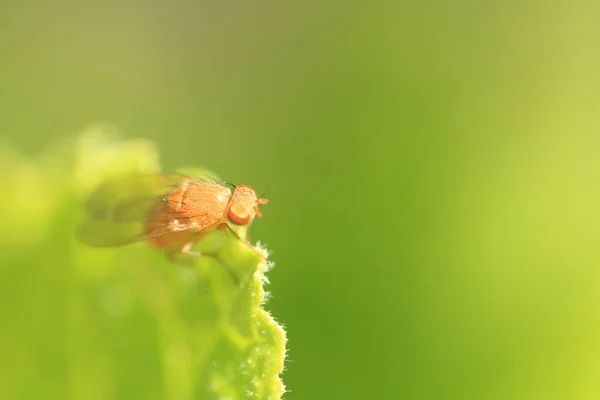 Bahçedeki Bir Sineğin Makro Görüntüsü — Stok fotoğraf