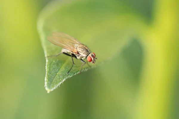 Makro Záběr Mouchy Zahradě — Stock fotografie