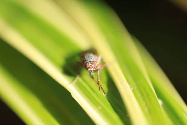 Bahçedeki Bir Sineğin Makro Görüntüsü — Stok fotoğraf