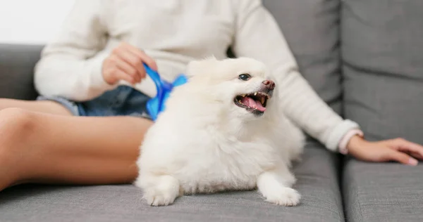 Pommerscher Hund Ärgert Sich Beim Haareputzen — Stockfoto