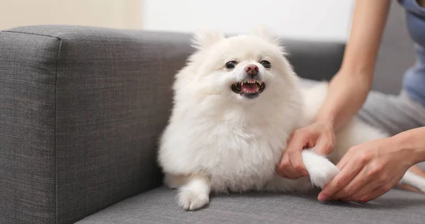 Cane Pomerania Sensazione Rabbia Quando Tocca Mano Dito — Foto Stock