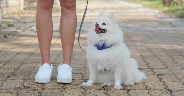 Tierbesitzer Geht Mit Hund Raus — Stockfoto