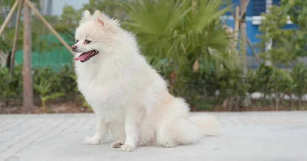 Parktaki Sevimli Pomeranian Köpeği — Stok fotoğraf