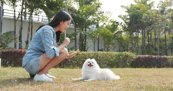 Wanita Bermain Dengan Anjing Taman Luar — Stok Foto