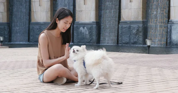 Pomerania Perro Dando Mano Dueño Mascota —  Fotos de Stock