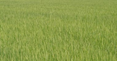 Taze Paddy pirinç alan ve yol Tayvan, Yilan