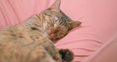 Kedi kanepede yatmayı yalan