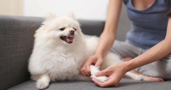 Pet Proprietário Verificando Mãos Seu Cão — Fotografia de Stock