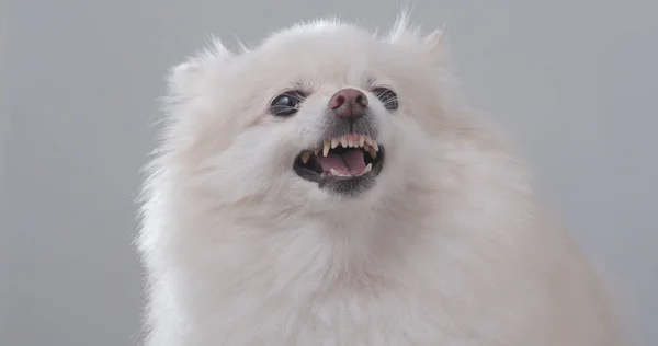 Wütender Weißer Pommernhund — Stockfoto