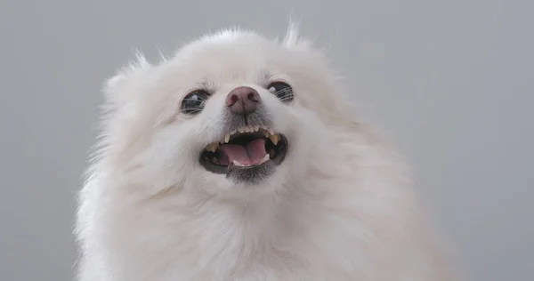 Λευκό Pomeranian Σκύλος Παίρνει Θυμωμένος — Φωτογραφία Αρχείου