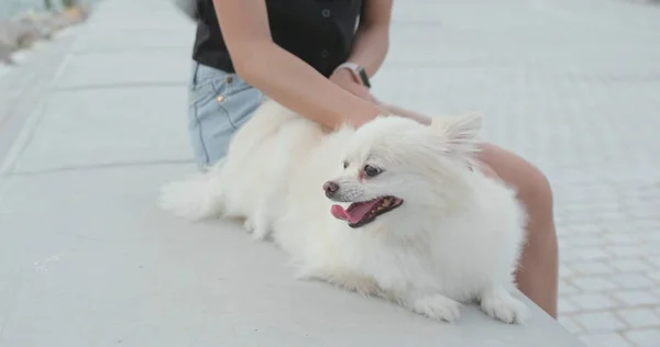 Mujer Masajeando Perro Aire Libre —  Fotos de Stock