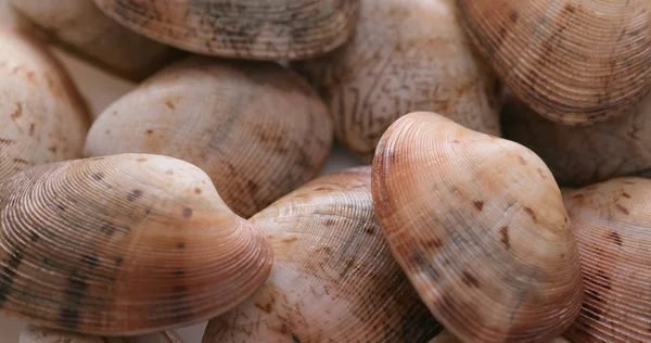 Vongole Crude Fresche Vicino — Foto Stock