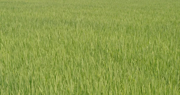 Fresh Paddy rice field and road in Taiwan, Yilan