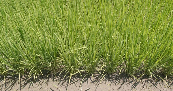 Ladang Padi Segar — Stok Foto