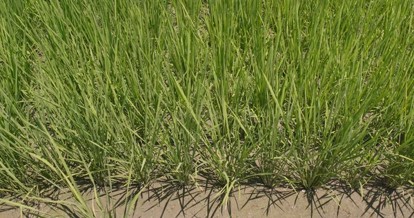 Fresh Paddy Rice Field — Stock Photo, Image