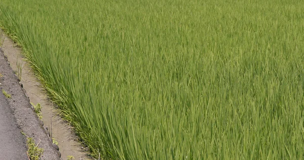 Зелёное Рисовое Поле — стоковое фото