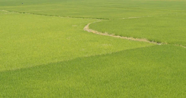 Green Rice Field Taiwan — Stock Photo, Image