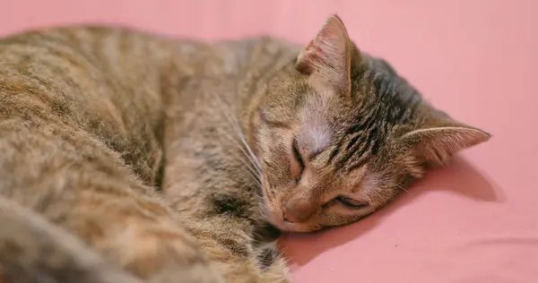 Adorável Gato Dormir Sofá Casa — Fotografia de Stock