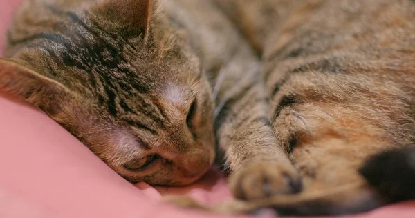 Precioso Gato Dormir Sofá — Foto de Stock