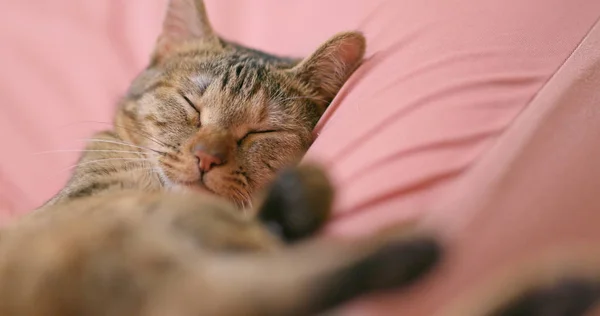 Güzel Kedi Uyku Evde Kanepede — Stok fotoğraf
