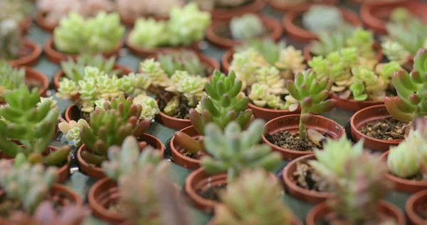 Plantas Verdes Suculentas Vasos — Fotografia de Stock