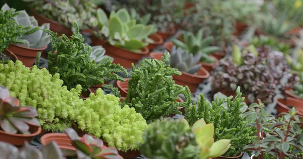 Groene Succulente Planten Potten — Stockfoto